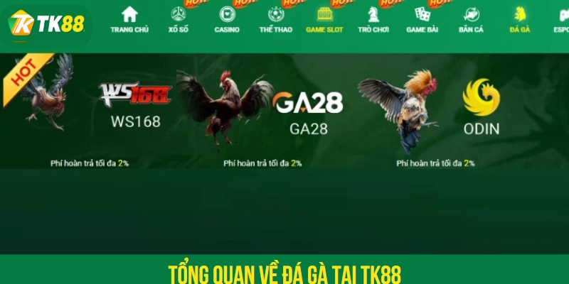 Tổng quan về đá gà tại TK88