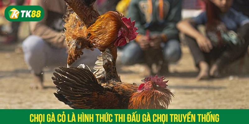Chọi gà cỏ là hình thức thi đấu gà chọi truyền thống