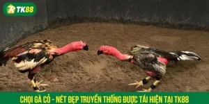 Chọi Gà Cỏ - Nét Đẹp Truyền Thống Được Tái Hiện Tại TK88