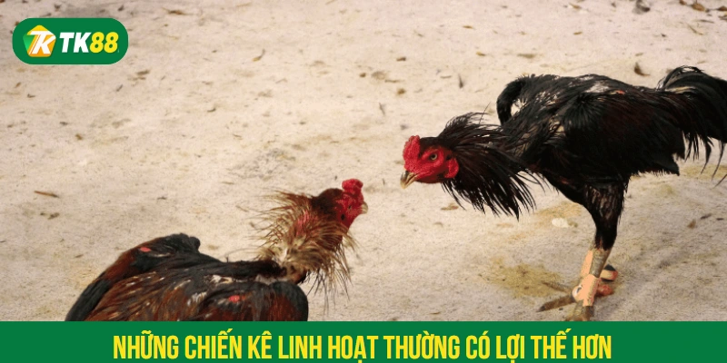Những chiến kê linh hoạt thường có lợi thế hơn